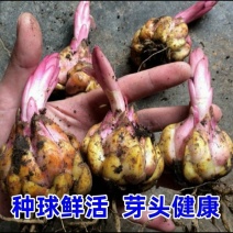 进口香水百合花种球好养活种子带芽耐寒室内阳台盆栽花卉四季