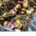 进口香水百合花种球好养活种子带芽耐寒室内阳台盆栽花卉四季