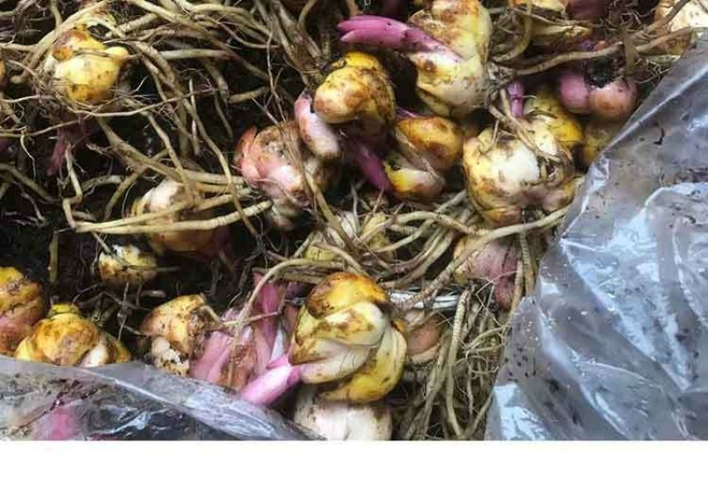 进口香水百合花种球好养活种子带芽耐寒室内阳台盆栽花卉四季