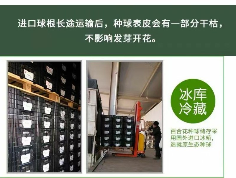 进口香水百合花种球好养活种子带芽耐寒室内阳台盆栽花卉四季
