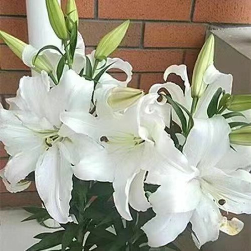 进口香水百合花种球好养活种子带芽耐寒室内阳台盆栽花卉四季
