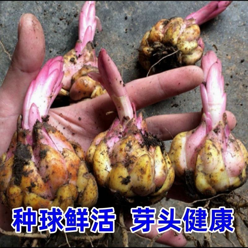 进口香水百合花种球好养活种子带芽耐寒室内阳台盆栽花卉四季