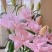进口香水百合花种球好养活种子带芽耐寒室内阳台盆栽花卉四季