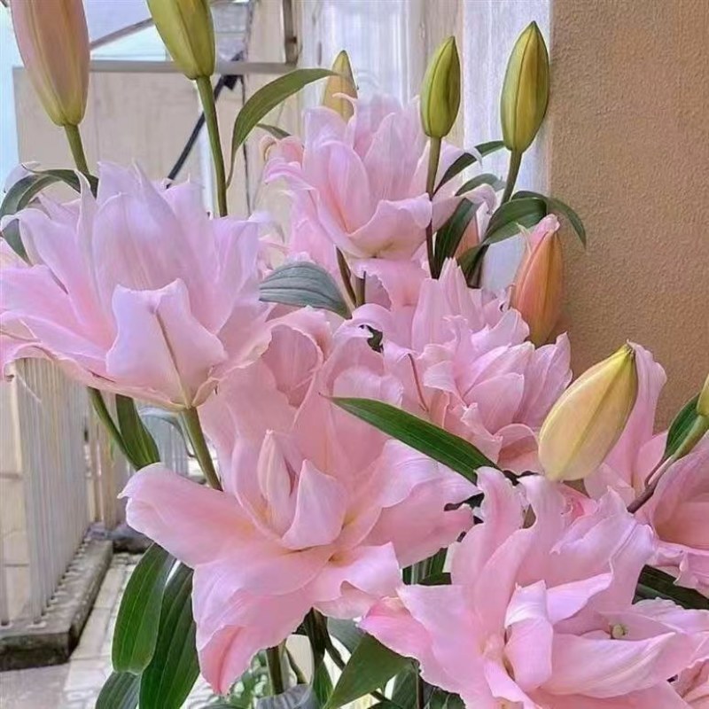 进口香水百合花种球好养活种子带芽耐寒室内阳台盆栽花卉四季