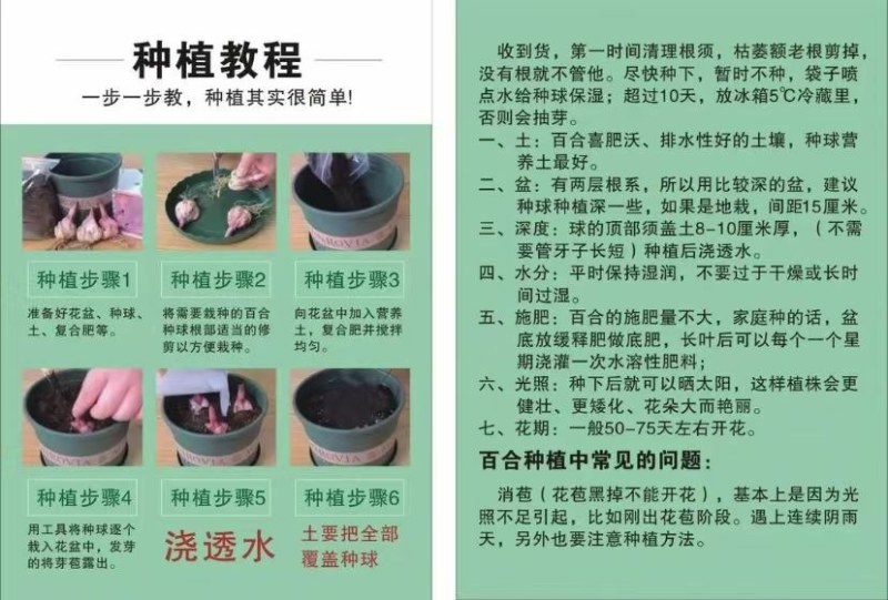 进口香水百合花种球好养活种子带芽耐寒室内阳台盆栽花卉四季