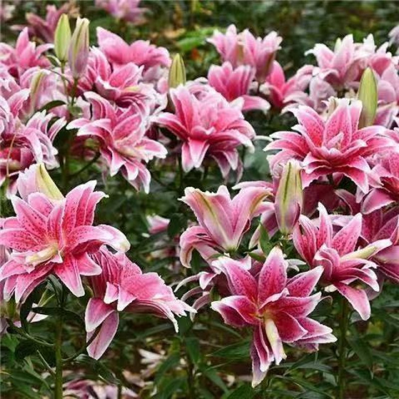 进口香水百合花种球好养活种子带芽耐寒室内阳台盆栽花卉四季