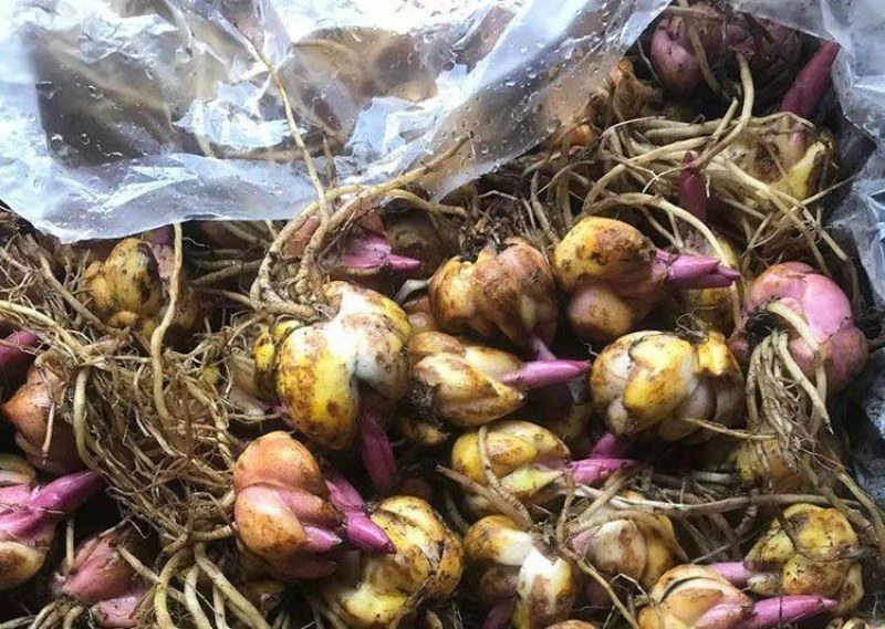 进口香水百合花种球好养活种子带芽耐寒室内阳台盆栽花卉四季