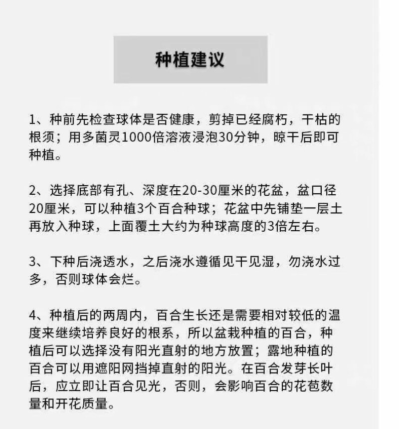 进口香水百合花种球好养活种子带芽耐寒室内阳台盆栽花卉四季