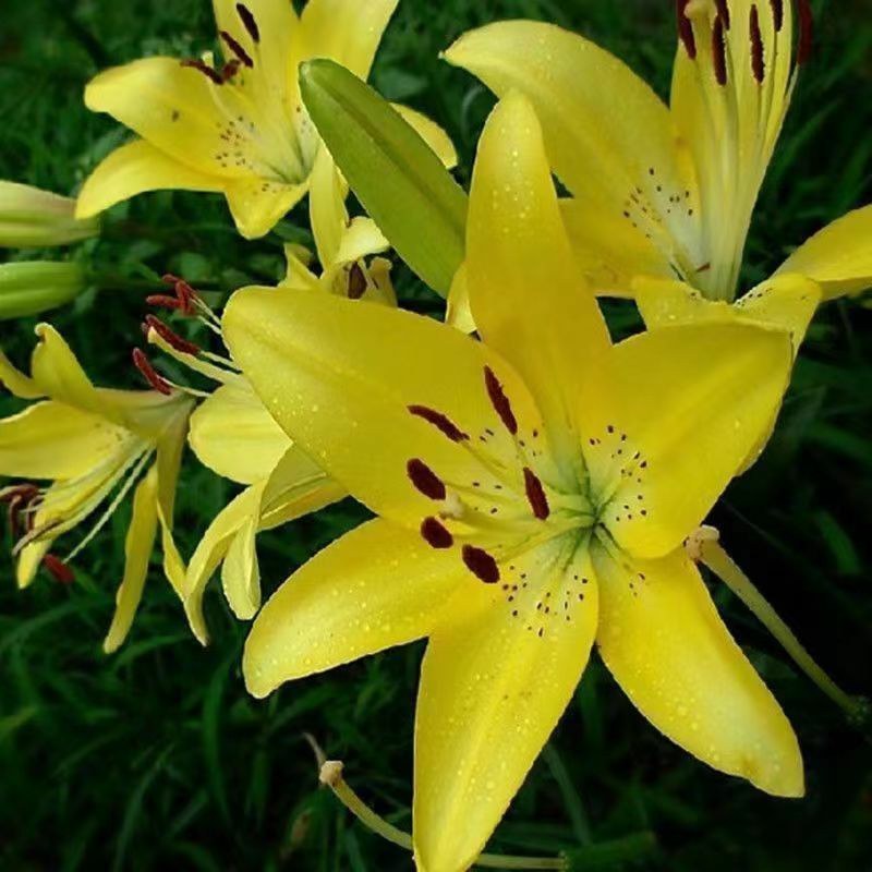 进口香水百合花种球好养活种子带芽耐寒室内阳台盆栽花卉四季