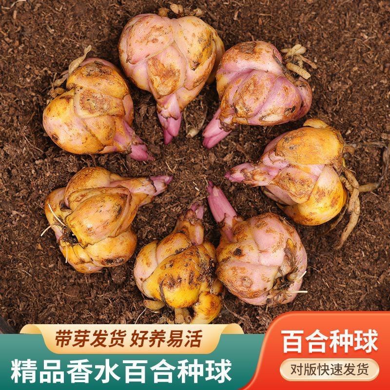 进口香水百合花种球好养活种子带芽耐寒室内阳台盆栽花卉四季