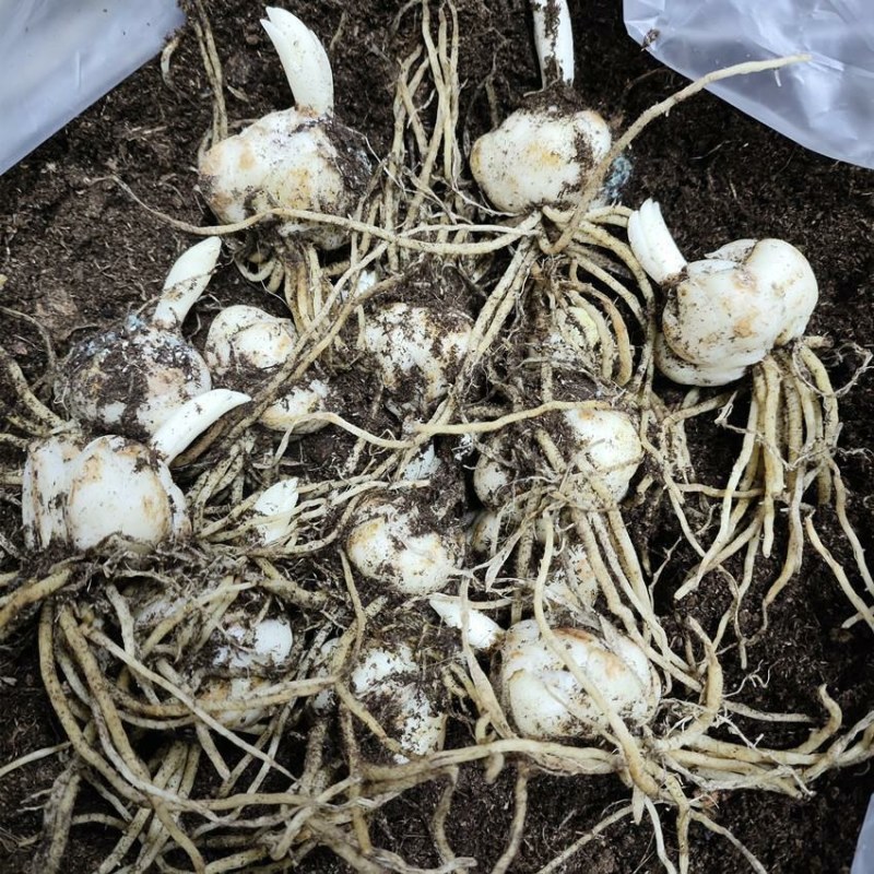 进口香水百合花种球好养活种子带芽耐寒室内阳台盆栽花卉四季