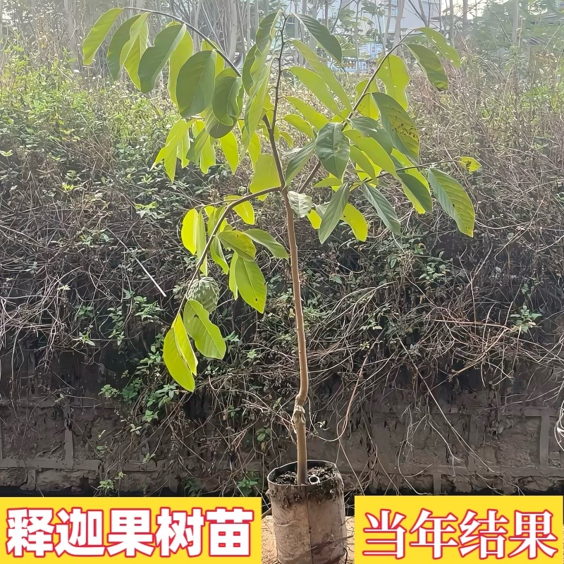 台湾凤梨释迦果树苗
