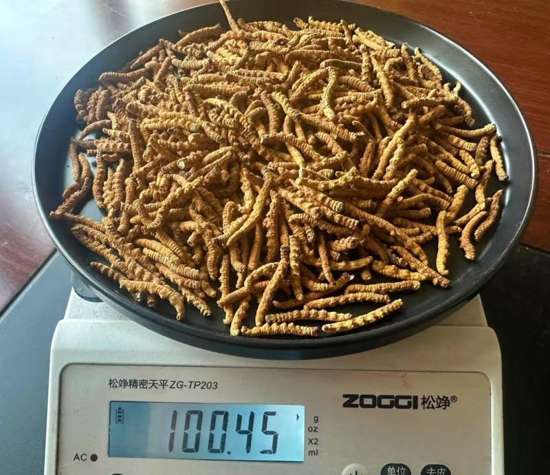 野生那曲断虫草严选20g断草包邮性价比高售后有保障