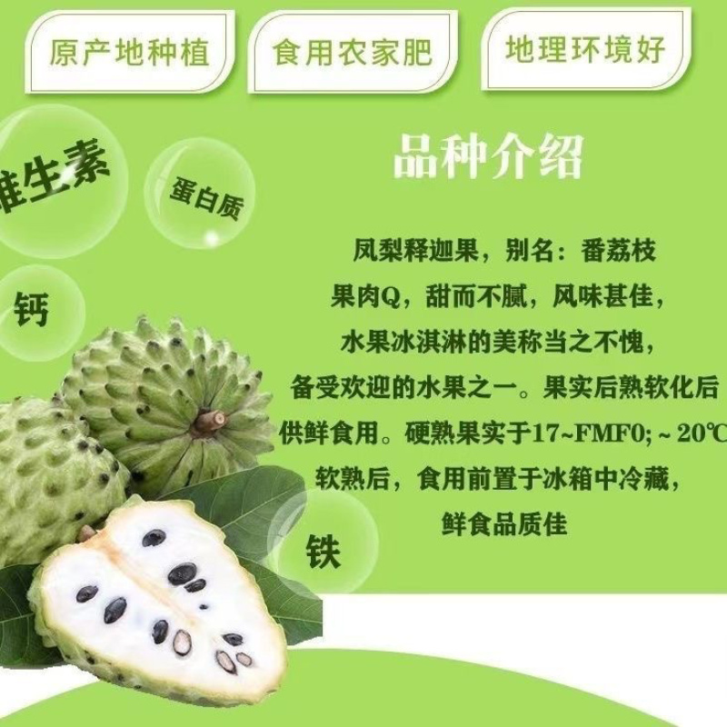 台湾凤梨释迦果树苗