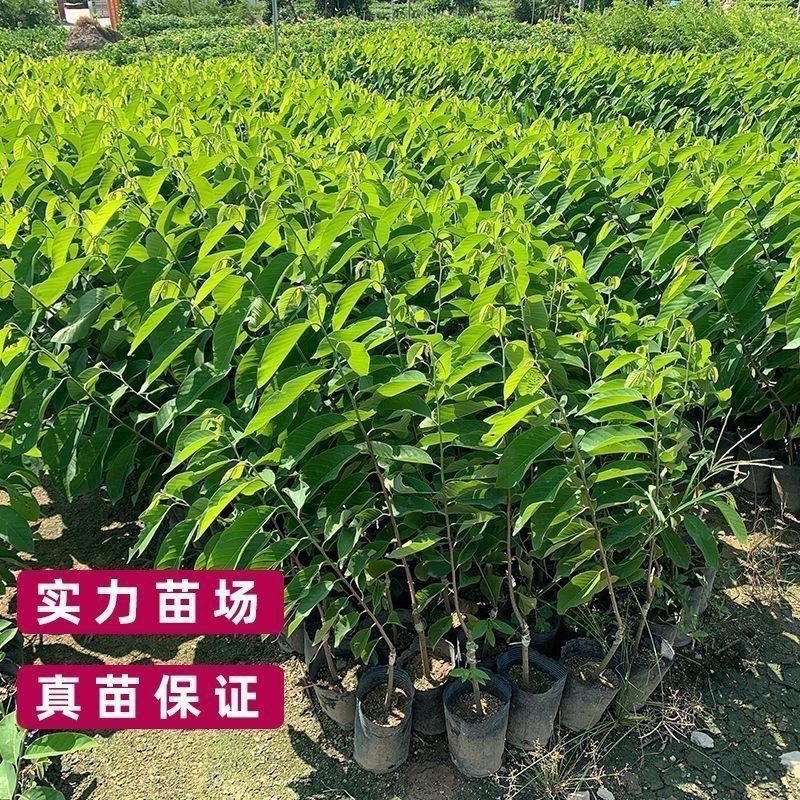 台湾凤梨释迦果树苗