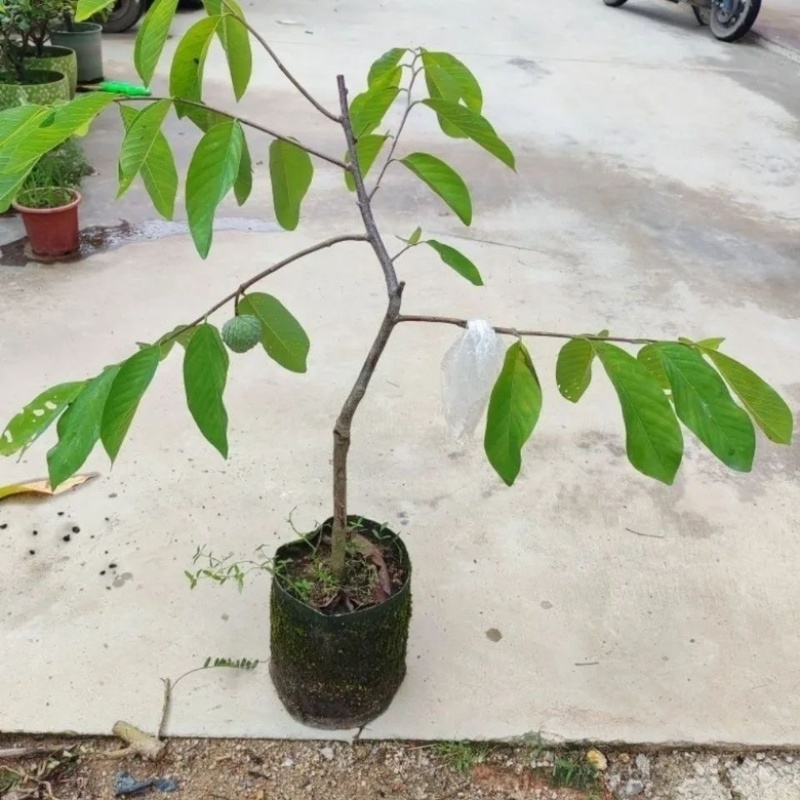 台湾凤梨释迦果树苗