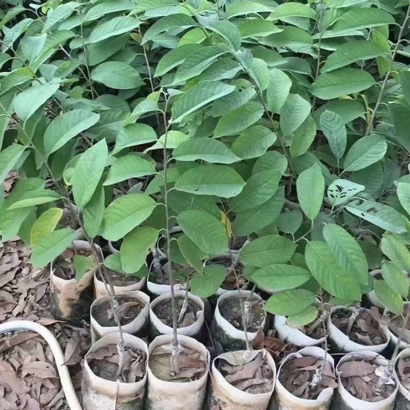 台湾凤梨释迦果树苗