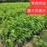 台湾凤梨释迦果树苗