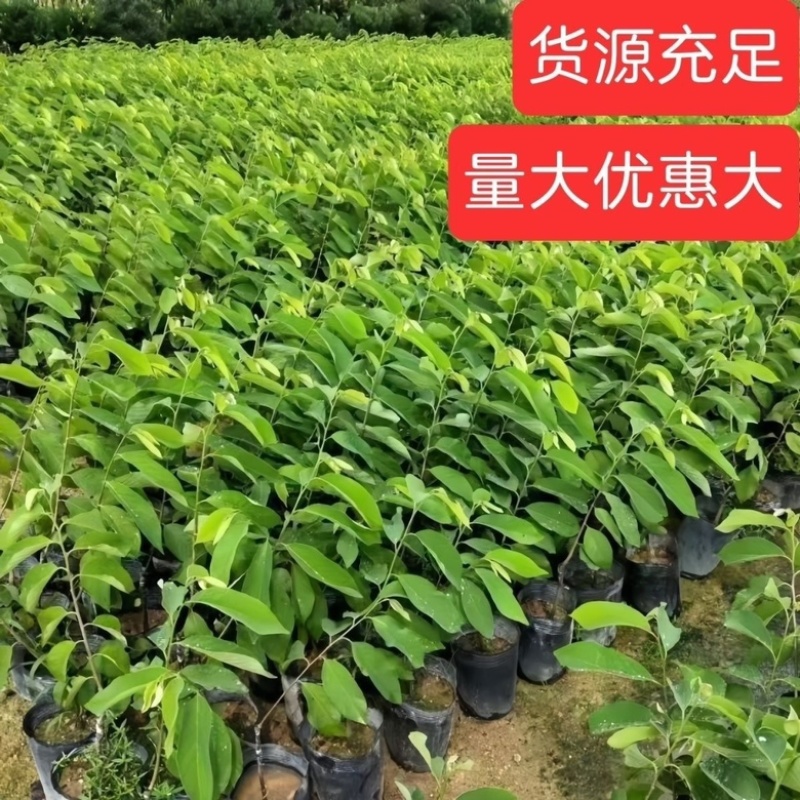 台湾凤梨释迦果树苗