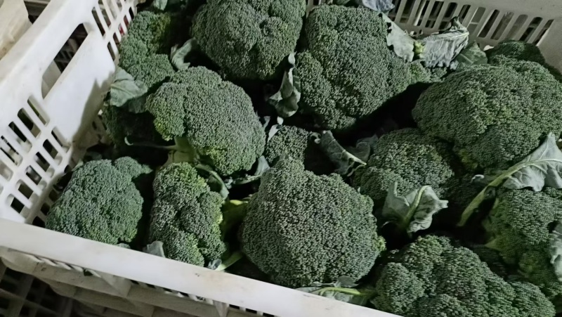 精品西兰花大量上市品质保证量大从优一手货源欢迎联系