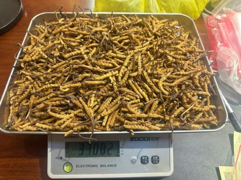 野生那曲断虫草严选20g断草包邮性价比高售后有保障