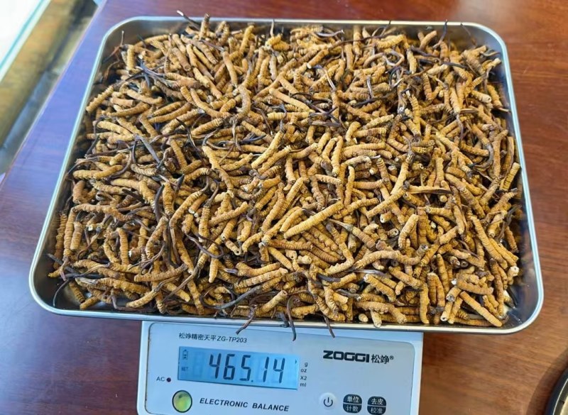 野生那曲断虫草严选20g断草包邮性价比高售后有保障