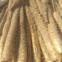 精品白玉山药产地直发品质保证量大从优一手货源欢迎联系