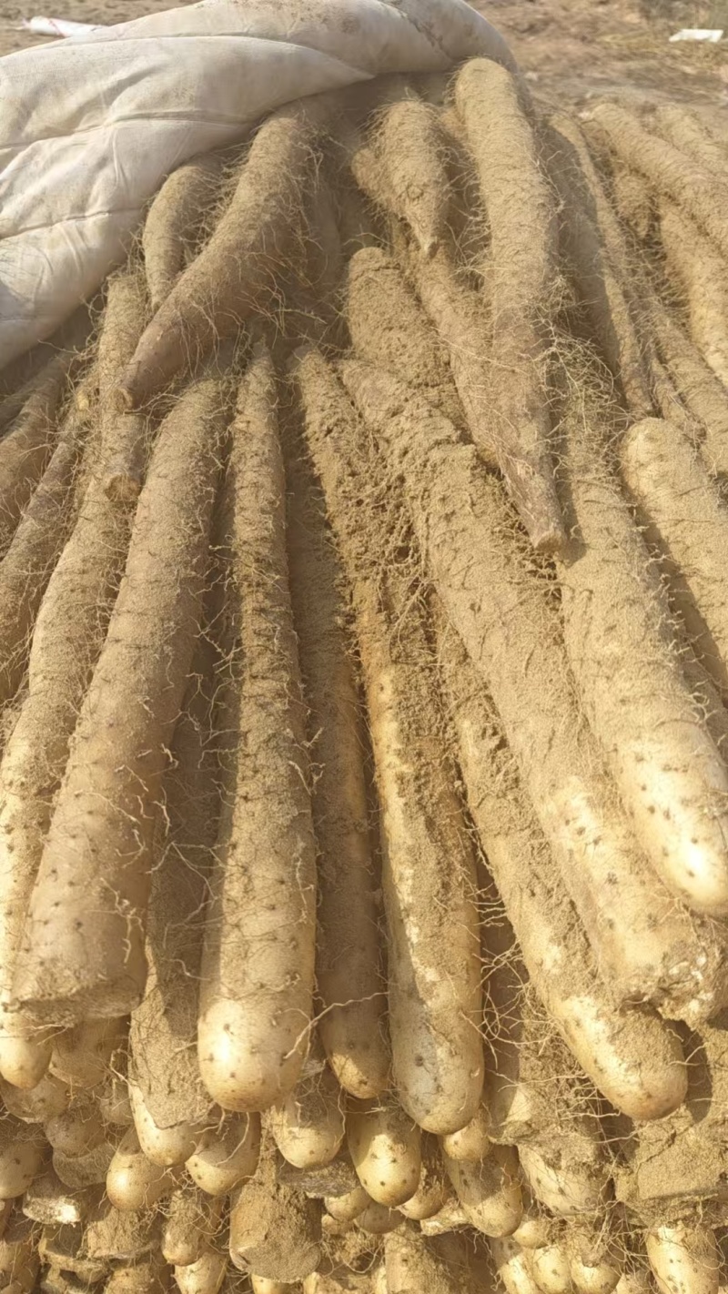 精品白玉山药产地直发品质保证量大从优一手货源欢迎联系
