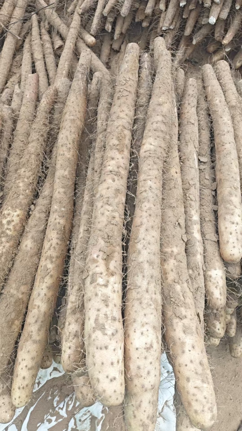 精品白玉山药产地直发品质保证量大从优一手货源欢迎联系