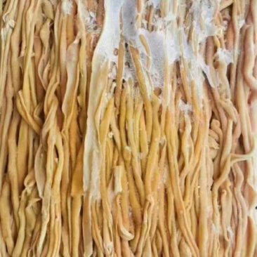 鸭肠