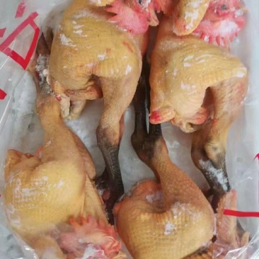 大公鸡