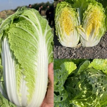 【实力】黄心大白菜供应河北产地，货源充足，量大从优