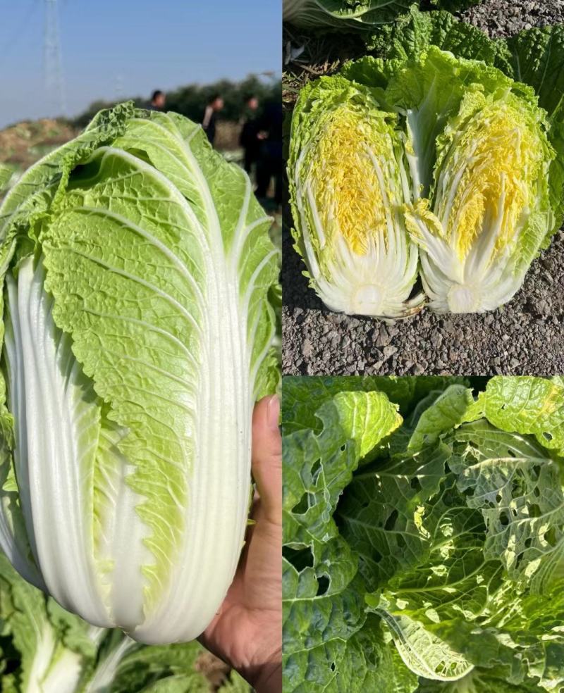 【实力】黄心大白菜供应河北产地，货源充足，量大从优