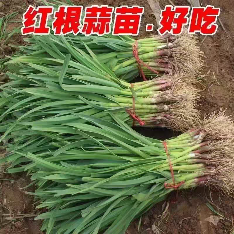 蒜苗，精品红根蒜苗产地现摘现发，大量有货保证质量订购