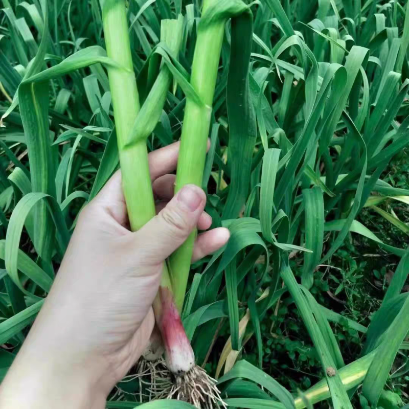 蒜苗，精品红根蒜苗产地现摘现发，大量有货保证质量订购