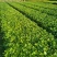 大量出售大杯鸭脚木量大价优自家货源可视频看货