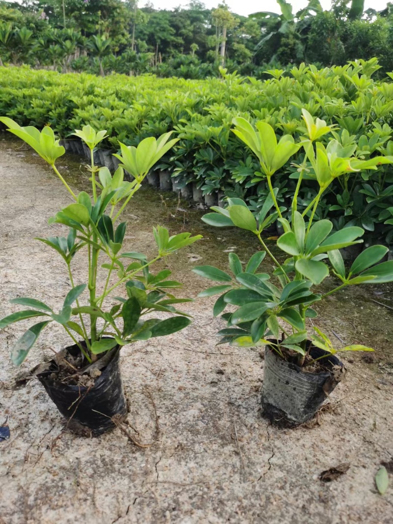 大量出售大杯鸭脚木量大价优自家货源可视频看货
