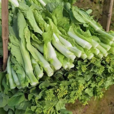 白菜苔，湖北产地大量有货，保质保量，可视频看货