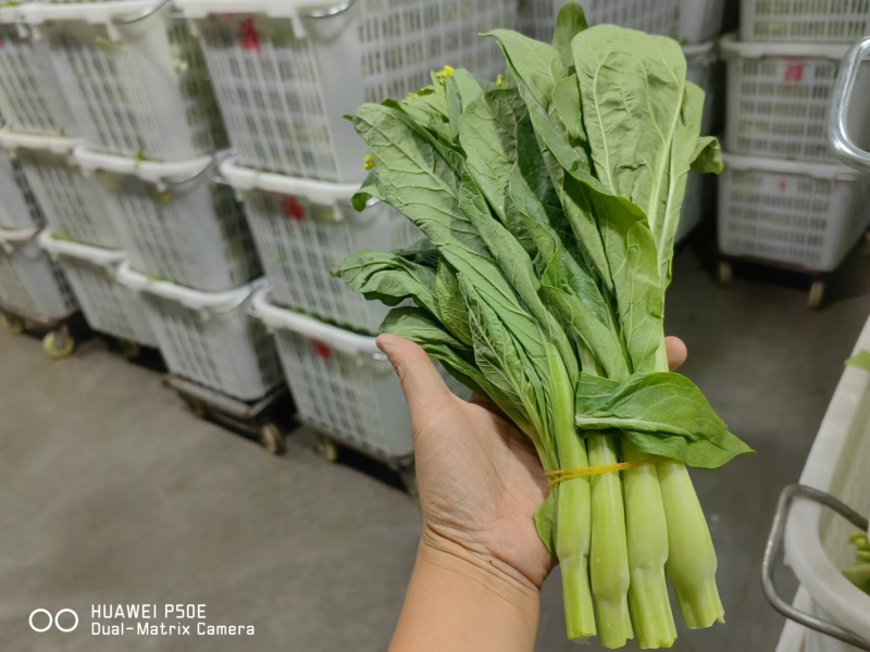 白菜苔，湖北产地大量有货，保质保量，可视频看货