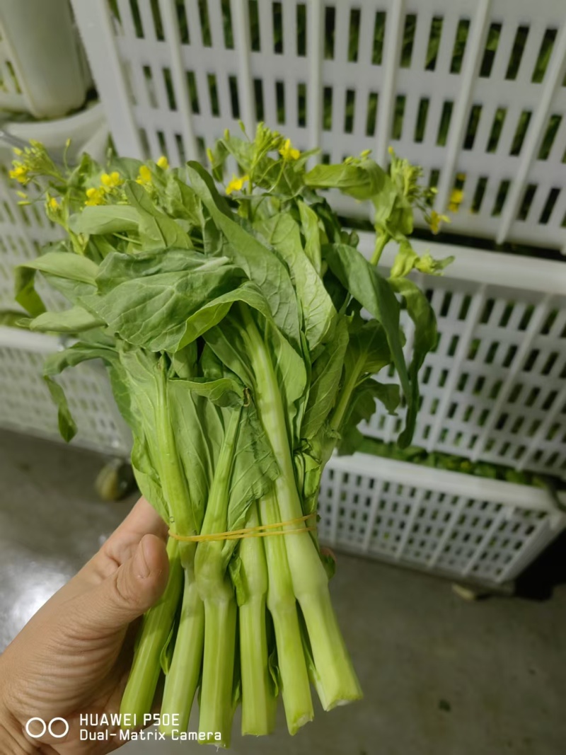 白菜苔，湖北产地大量有货，保质保量，可视频看货