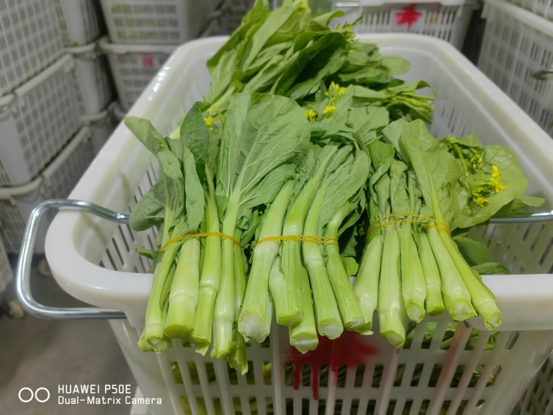白菜苔，湖北产地大量有货，保质保量，可视频看货