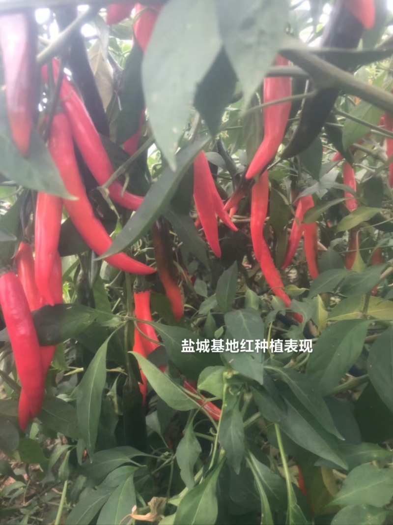 基地红美人椒种子大果海花红辣椒种子香辣耐裂果升级404