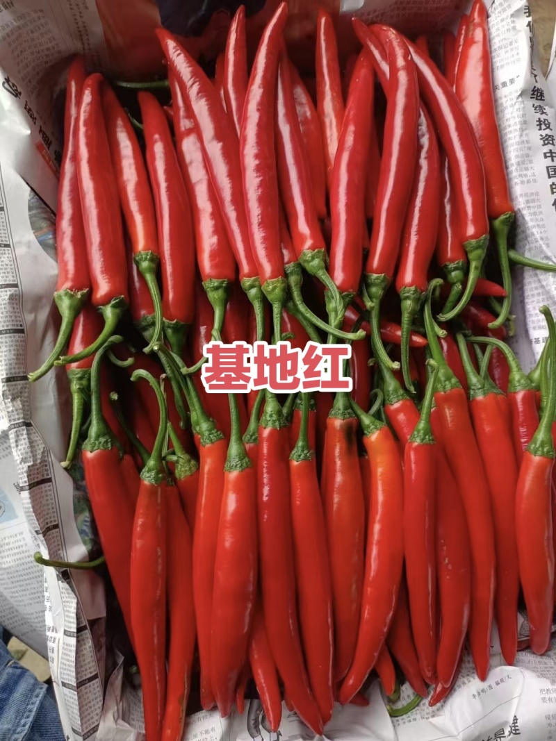 基地红美人椒种子大果海花红辣椒种子香辣耐裂果升级404