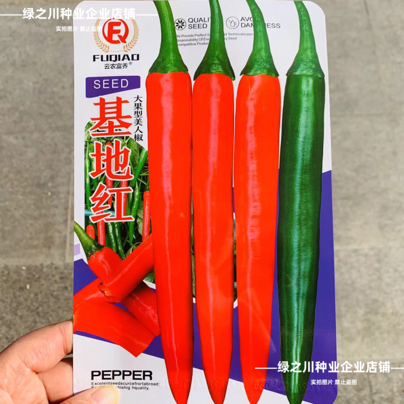 基地红美人椒种子大果海花红辣椒种子香辣耐裂果升级404
