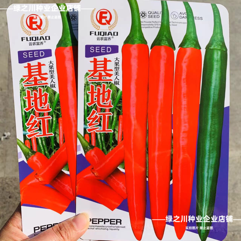 基地红美人椒种子大果海花红辣椒种子香辣耐裂果升级404