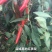 基地红美人椒种子大果海花红辣椒种子香辣耐裂果升级404