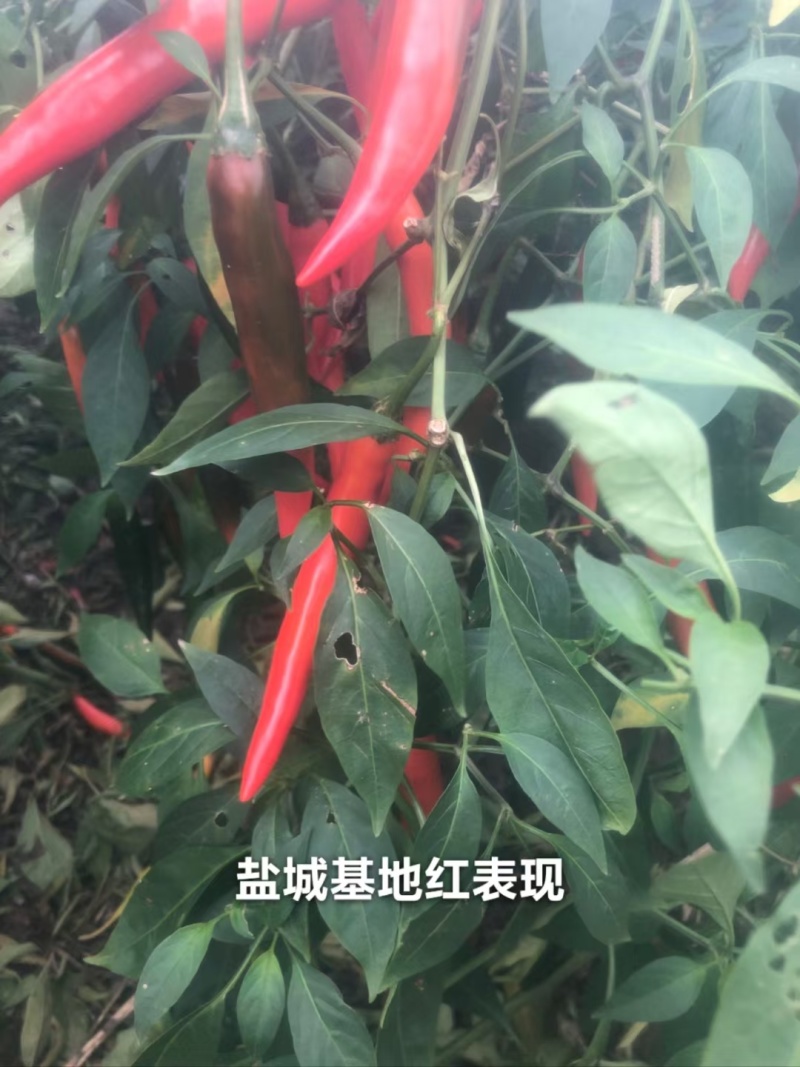 基地红美人椒种子大果海花红辣椒种子香辣耐裂果升级404