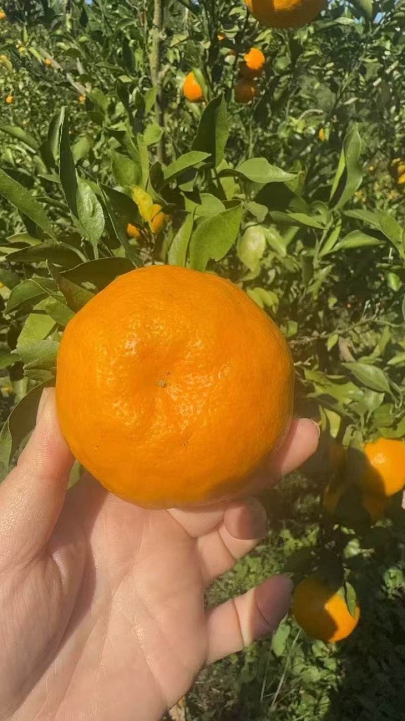 四川耙耙柑大量上市，统果，高次果，小果各种规格供应