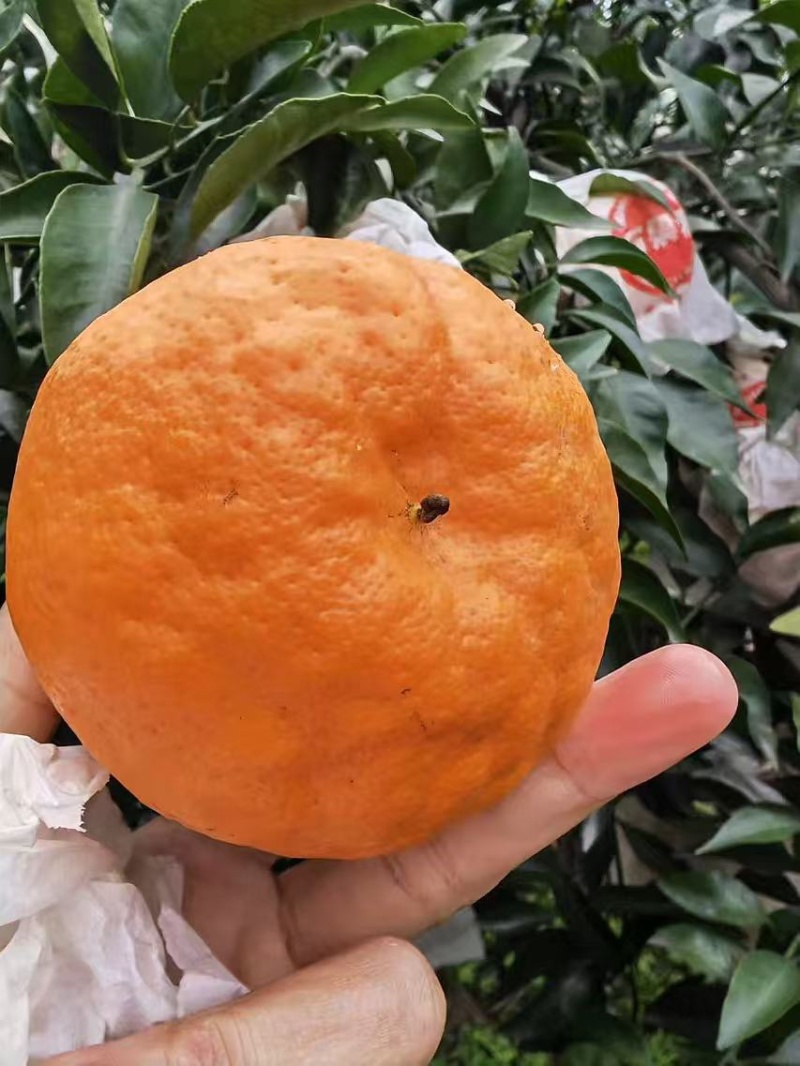四川耙耙柑大量上市，统果，高次果，小果各种规格供应