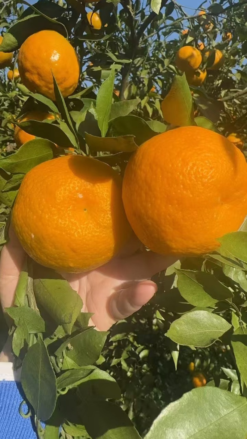 四川耙耙柑大量上市，统果，高次果，小果各种规格供应